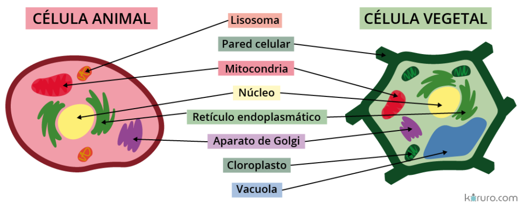 celulas eucariotas, animales y vegetales